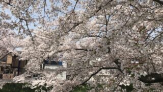 2018 奈良　佐保川の桜