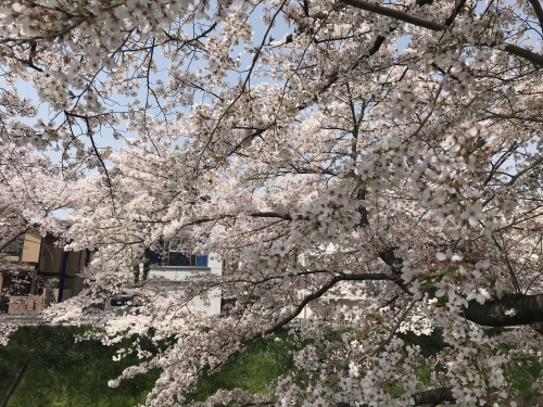 2018 奈良　佐保川の桜