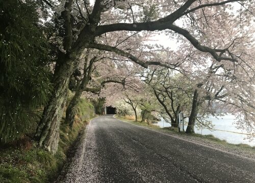 2018 海津大崎の桜 混雑を避け早朝にロードバイクで