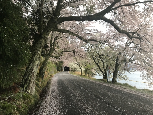 2018 海津大崎の桜 混雑を避け早朝にロードバイクで