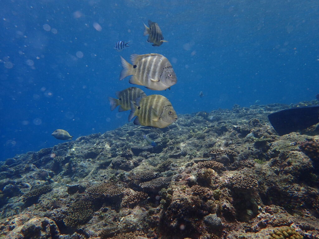 沖縄 真栄田岬 青の洞窟 ダイビング　魚