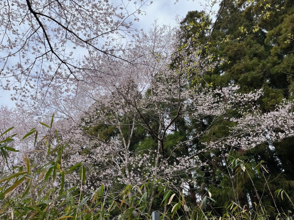 能勢妙見山パワートレイルラン　桜