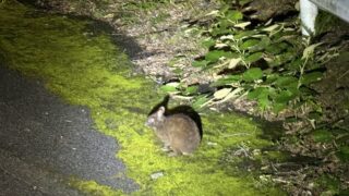 アマミノクロウサギ